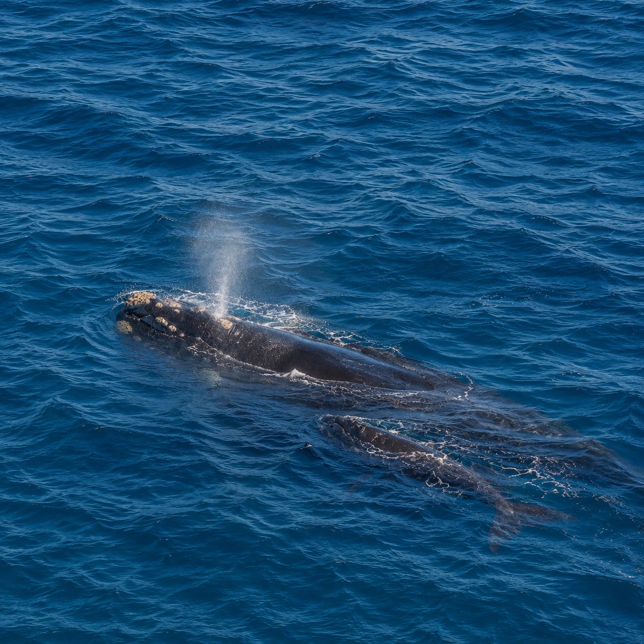 Best Time for Whale Watching Hermanus