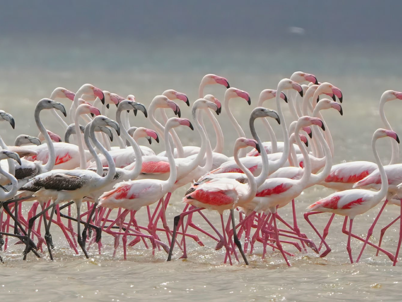Bird Watching Hermanus Lagoon: A Slower Way to Experience the Whale Coast