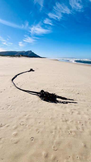 Cormorant on beach Cape cormorant resting on white sand beach near Bot River Lagoon, Hermanus, South Africa
