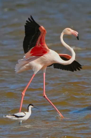 Greater flamingo Greater flamingo wading in Bot River Lagoon near Hermanus — part of a regular resident flock