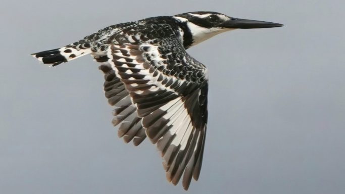 Pied kingfisher in flight Pied kingfisher in flight over Kleinrivier Lagoon near MBIZI lagoon house, Hermanus, South Africa