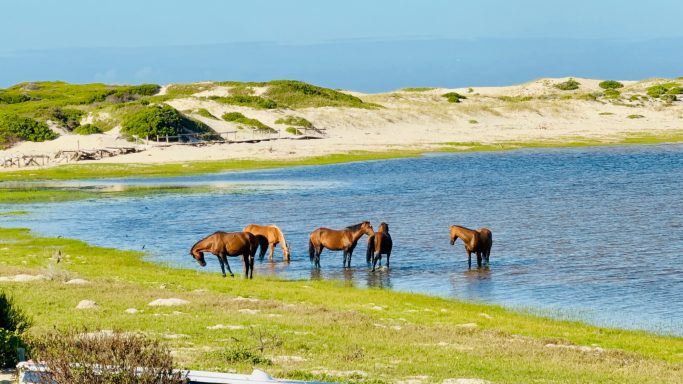 Bot River Lagoon estuary where freshwater meets seawater
