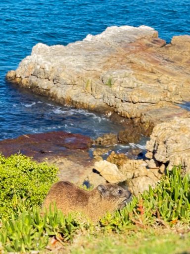 Rocky coastal pool Rocky coastal pool with fynbos near Hermanus — one of many natural wonders around MBIZI lagoon house
