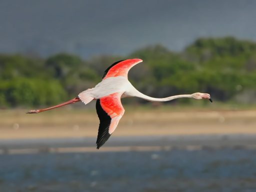 Flamingos and pelicans at Kleinrivier Lagoon near Hermanus — a world-class birdwatching destination