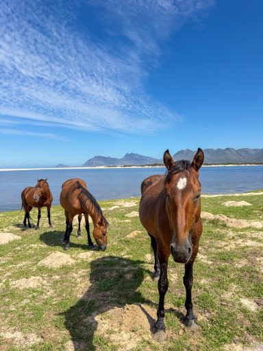 Wild horses with mountains Wild horses grazing near Bot River Lagoon with Overberg mountains in the background, Hermanus
