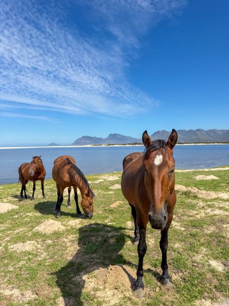Wild horses walking across open landscape near the lagoon in South Africa