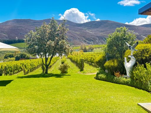 Vineyard rows at an Overberg wine estate near Hermanus — part of South Africa's Cape Winelands