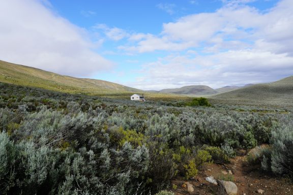 Yellow fynbos flowers Yellow fynbos flowers in the Cape Floristic Region near Kleinrivier Lagoon, Hermanus, South Africa