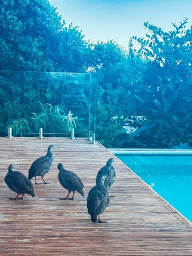 Guineafowl on pool deck Helmeted guineafowl on the pool deck at MBIZI lagoon house — regular visitors to the property