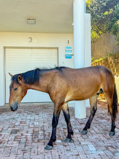 Wild horse close-up Wild horse at the entrance of MBIZI lagoon house — horses roam freely around the property near Hermanus
