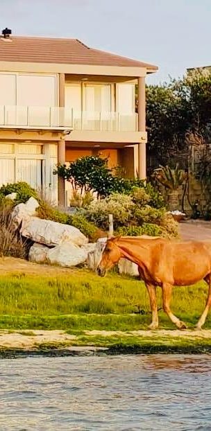 Wide view over Kleinrivier Lagoon from MBIZI lagoon house with wild horses grazing near Hermanus Wild horses roam freely around Kleinrivier Lagoon — a rare and unforgettable sight