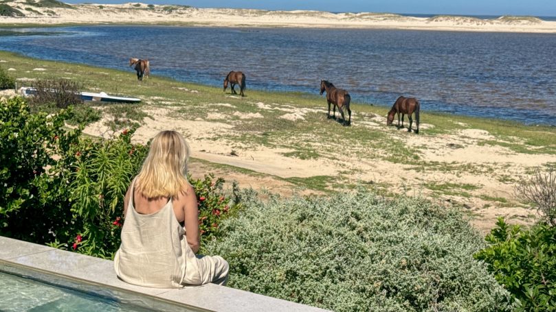 Wild horses grazing near Bot River Lagoon close to MBIZI lagoon house